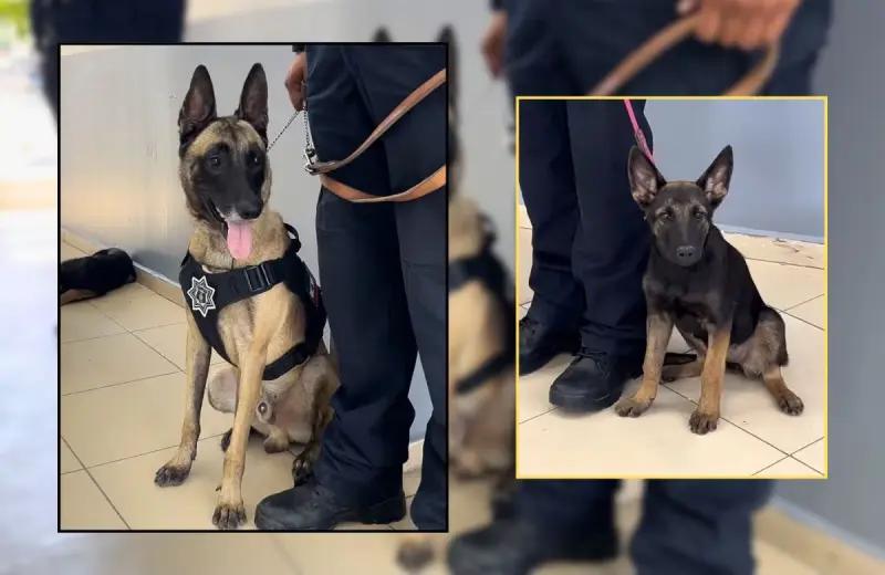 Zeus, Urco y Magic cambiaron el abandono por una oportunidad en la Unidad K9 de Cajeme; tras aprobar sus evaluaciones, serán entrenados para buscar personas, drogas y explosivos