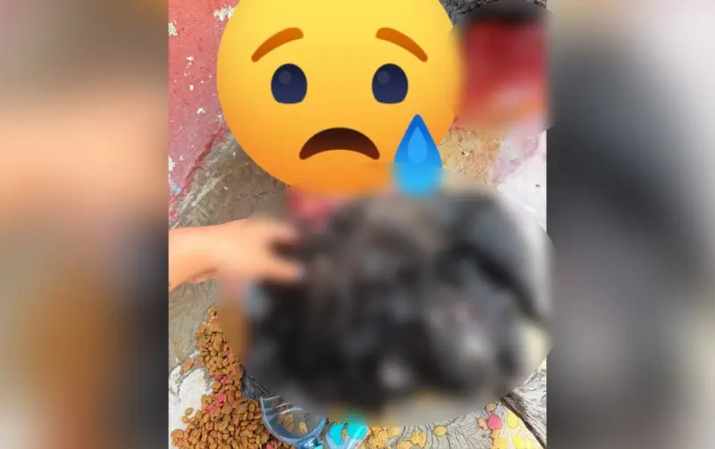 Muerte de perrito Chow Chow la investigará la FGE