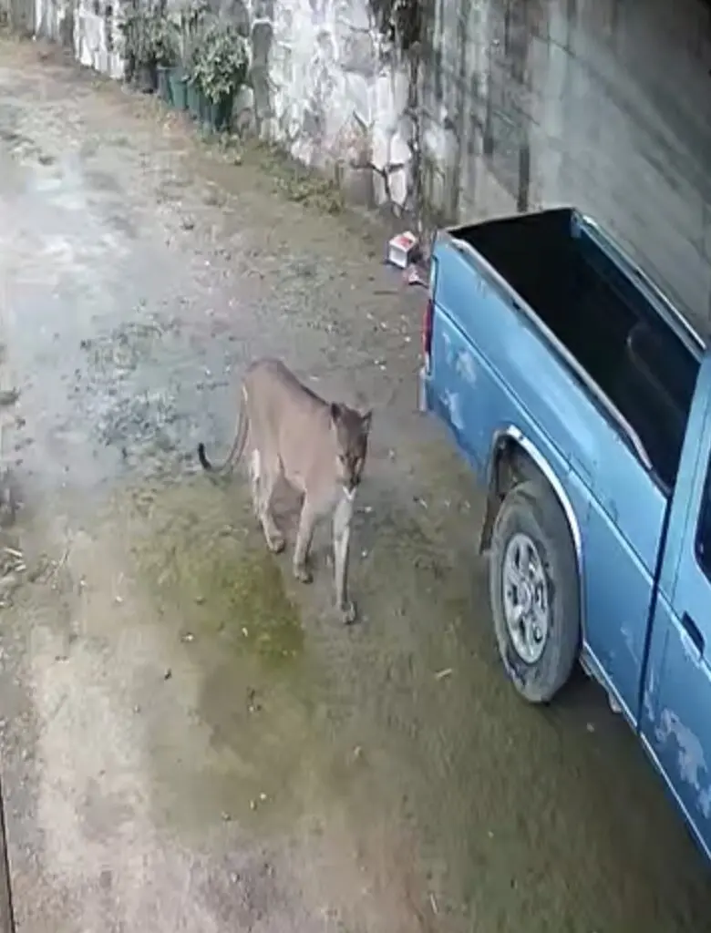 Reportan avistamiento de un puma en Landa de Matamoros; autoridades llaman a extremar precauciones