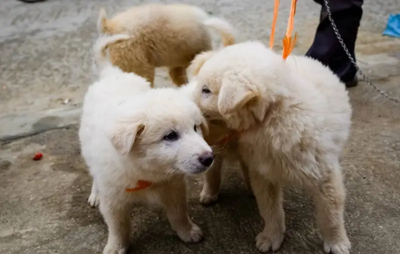 Demanda fiscalía a tienda de Brooklyn por venta ilegal de cachorros