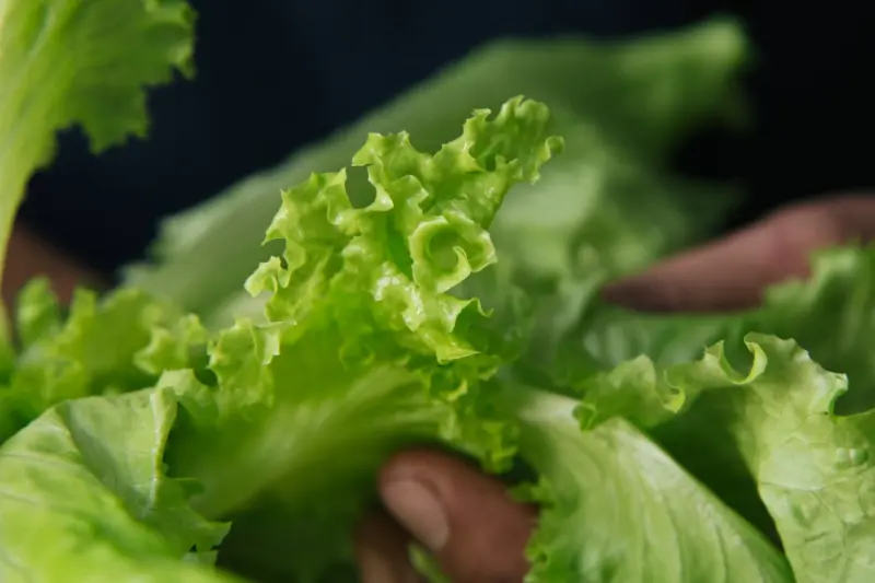 Investigan lechuga producida en Guanajuato por brote de ciclosporiasis en Estados Unidos
