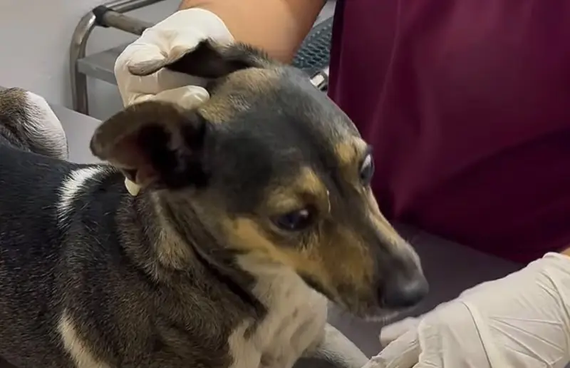 Perrito atropellado recibe atención veterinaria tras ser rescatado en Escobedo