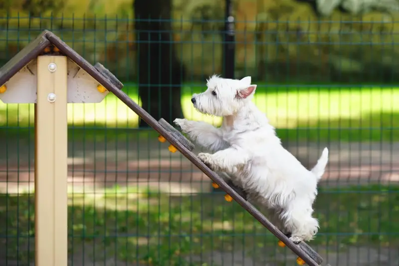 El perro caramelo: Un parque en Hermosillo para mascotas amigables