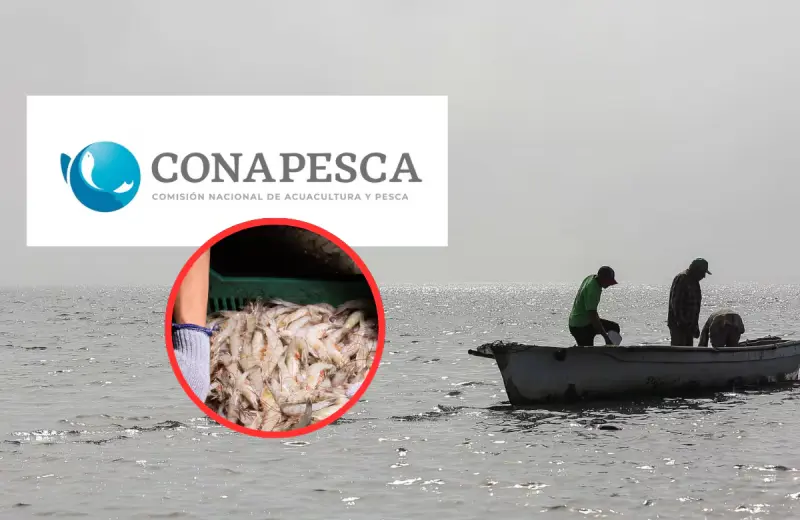 Acuacultores tomaron las oficinas de Conapesca en Mazatlán y pidieron medidas federales ante la entrada de camarón extranjero a precios inferiores; advierten que producto procedente de Ecuador, Guatemala y China desplaza la producción nacional y pone en r