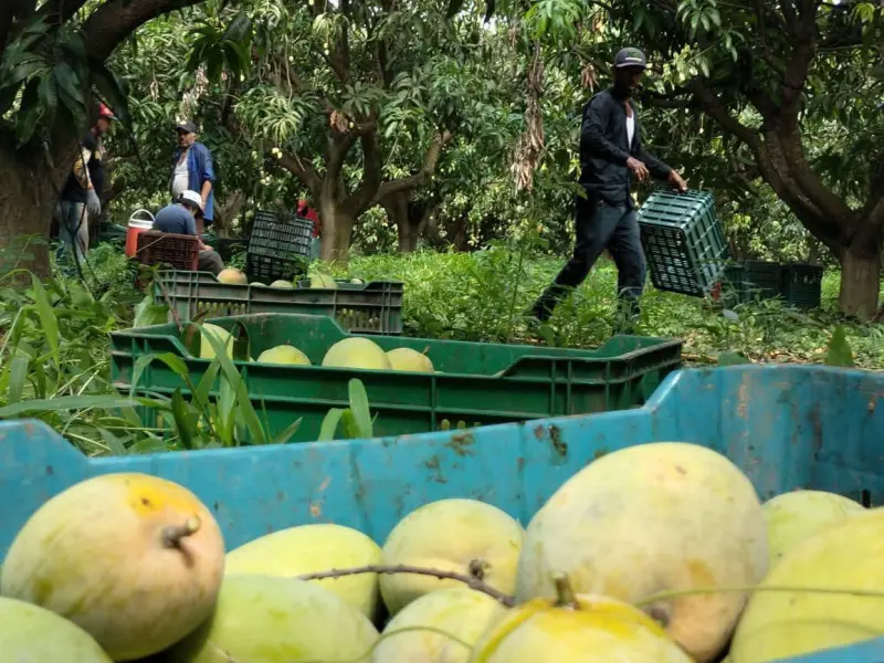 Ven productores de mango precio histórico, pero no contrarresta baja producción en Rosario