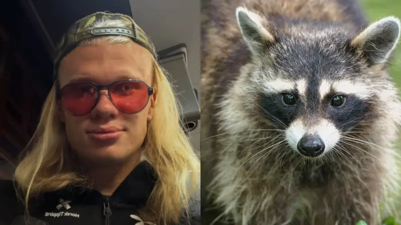 Haaland llega a Noruega acompañado de su “nuevo amigo”, un mapache disecado y pidió sus seguidores en redes sociales ayudarle a conseguir un nombre