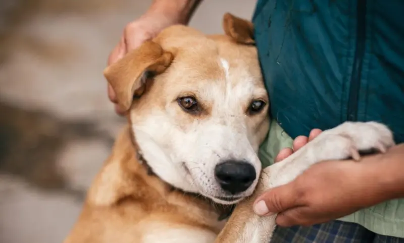 Ampliarán servicios de identificación para mascotas 