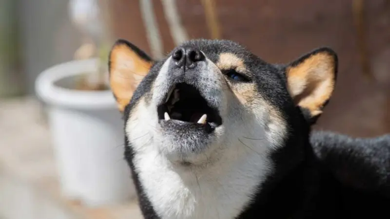 El envejecimiento de las mascotas impulsa la demanda de alimentos premium y especializados en México