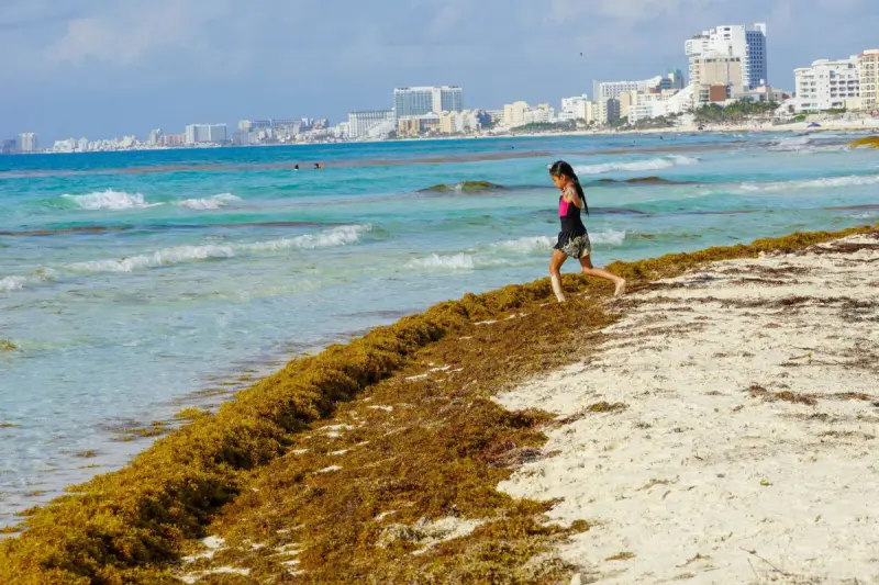 México invierte $2 mil millones para frenar el sargazo; Claudia Sheinbaum llama a visitar Quintana Roo