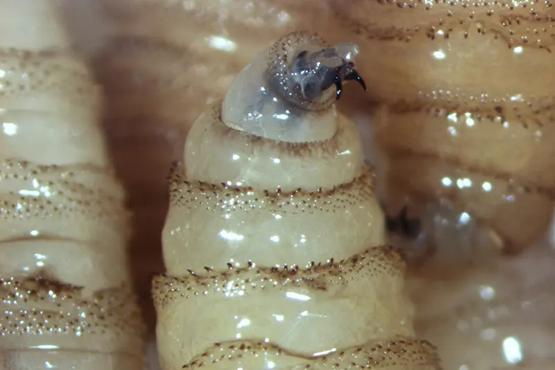 Reportan en Morelos los primeros casos humanos de gusano barrenador; la plaga se desborda