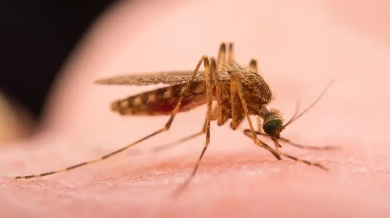 Primer aviso del verano: diagnosticado en Alicante un caso de fiebre del Nilo occidental
