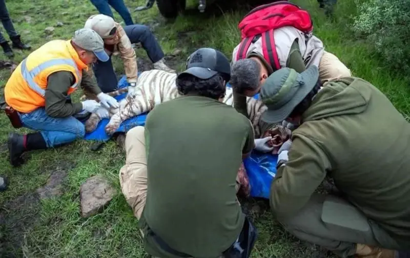 Murió tigre tras ser capturado en Edomex