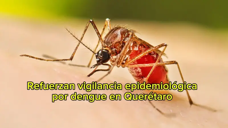 Refuerzan vigilancia epidemiológica por dengue en Querétaro