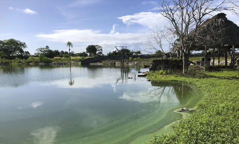 Buscan reducir riesgos asociados a las mareas rojas