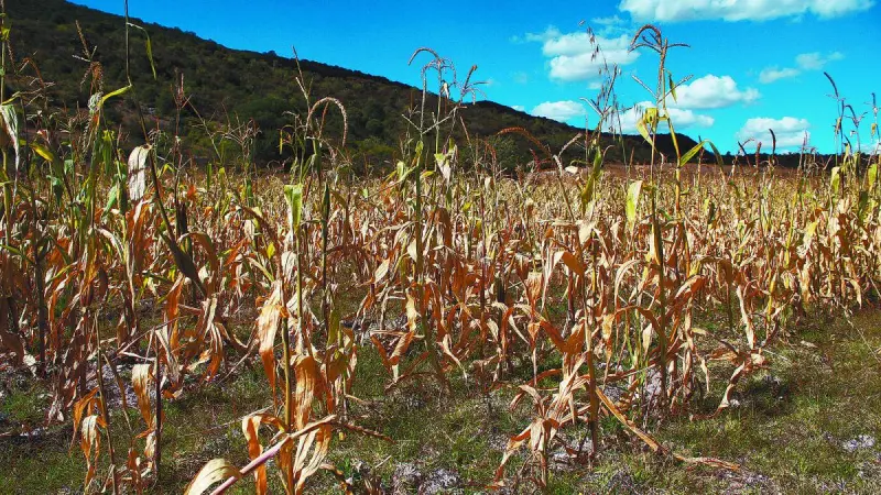 Suman más de 19,000 hectáreas siniestradas hasta mayo