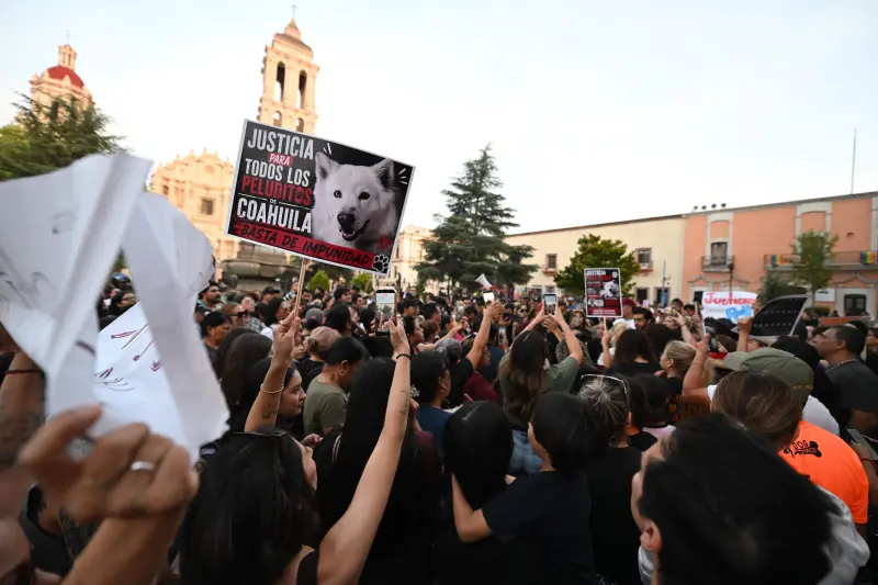 Rocky: Reflexiones sobre el maltrato animal y nuestra humanidad