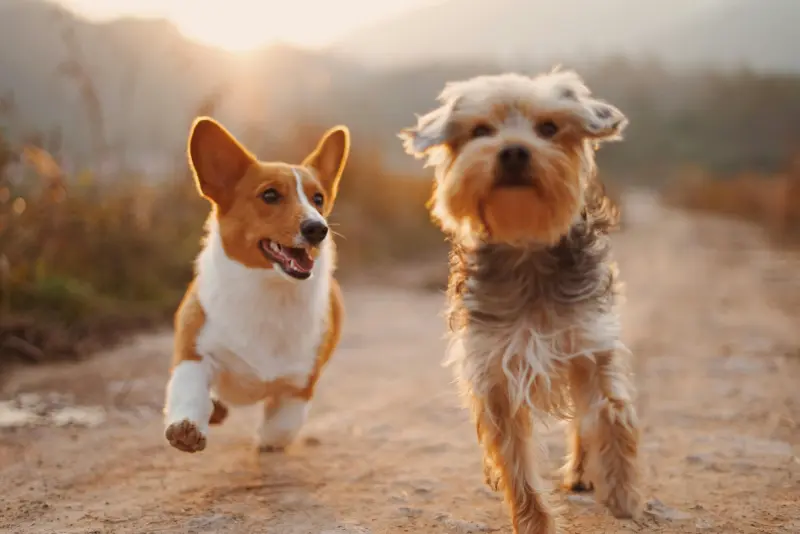 Coahuila: Crece número de mascotas y superan los 2 millones; entidad es ‘team perros’