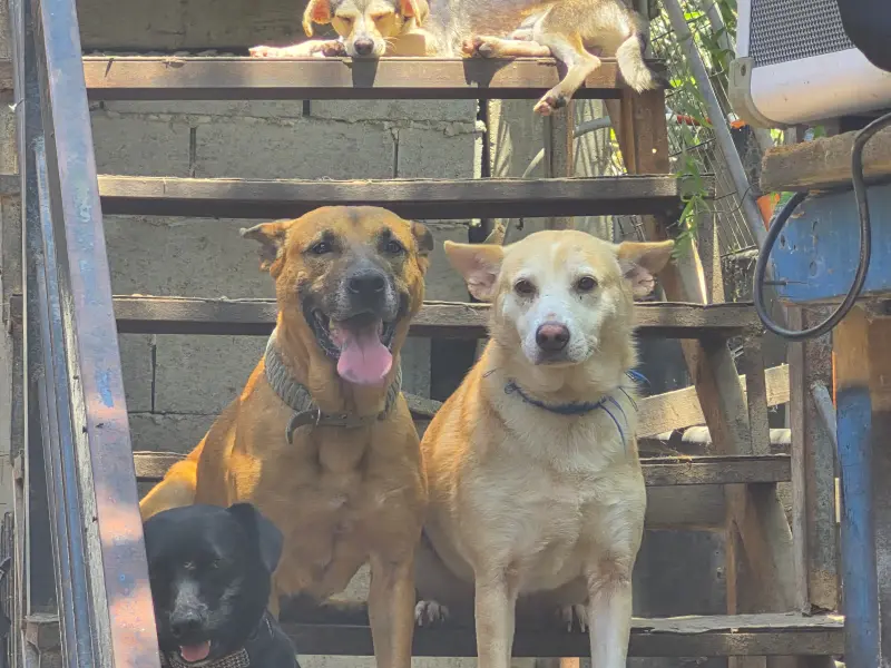 Exigen ver a Pancho y Chiquis tras haberlos entregado en adopción