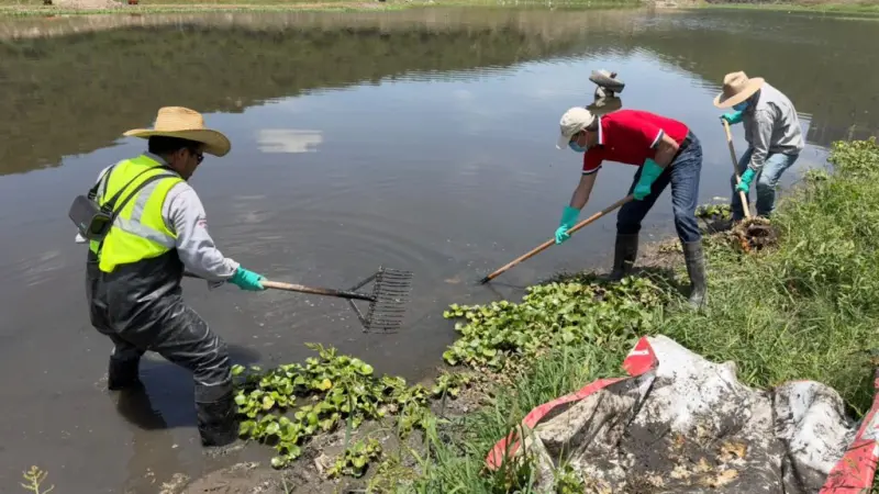 Conagua reporta nuevo hallazgo de peces muertos en presa El Batán