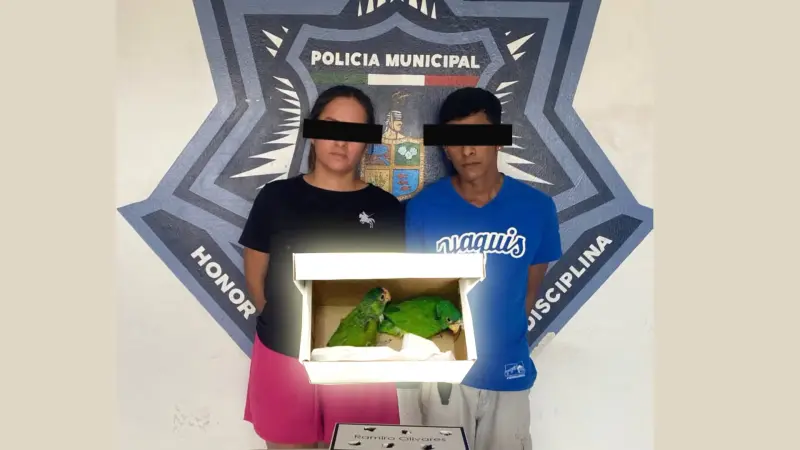 Detienen a pareja en Cajeme con loros protegidos; investigan delito ambiental