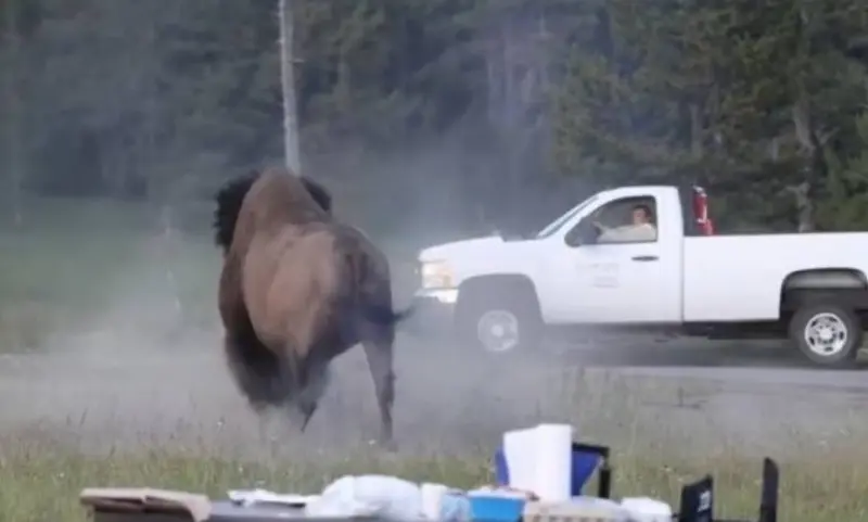 Embiste bisonte a hombre y lo lanza por los aires en Yellowstone