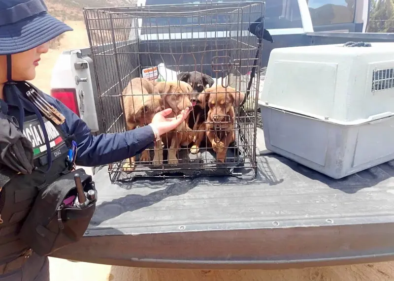 Policía Ecológica rescata 33 animales en Ensenada