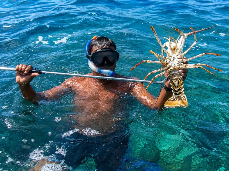 Se hacen a la mar más de 2,500 pescadores por la temporada de langosta en Quintana Roo