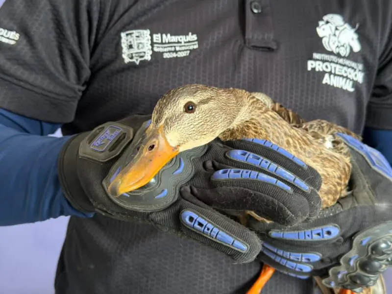 Rescatan y liberan a familia de patos mexicanos en El Marqués