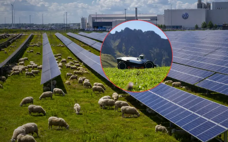 Volkswagen cambió los cortacéspedes por 100 ovejas para pastar debajo y alrededor de más de 31 mil paneles fotovoltaicos con el fin de comprobar que una instalación industrial de energía solar puede compartir espacio con actividades agrícolas y ganaderas