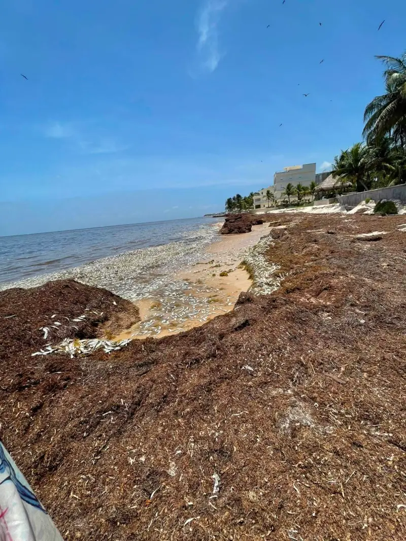 Alarma en Puerto Morelos: cientos de peces aparecen muertos entre el sargazo