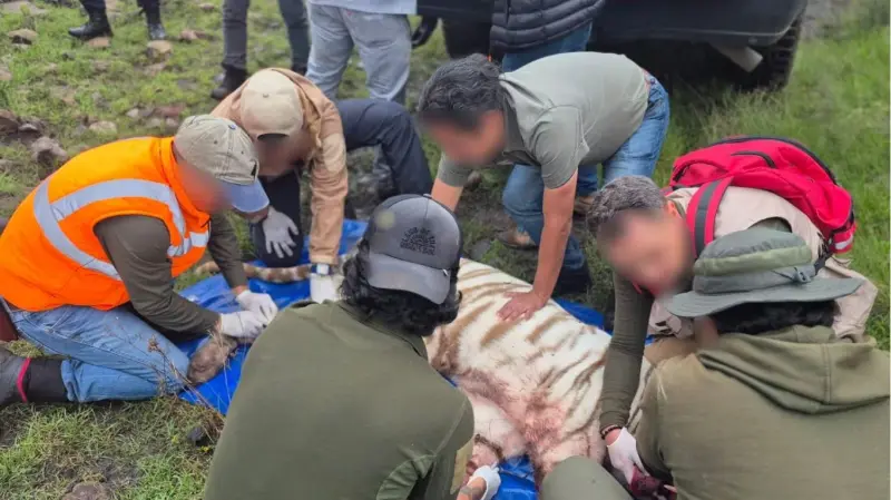 Reportan muerte de tigre de bengala por un balazo; Profepa buscaba rescatarlo