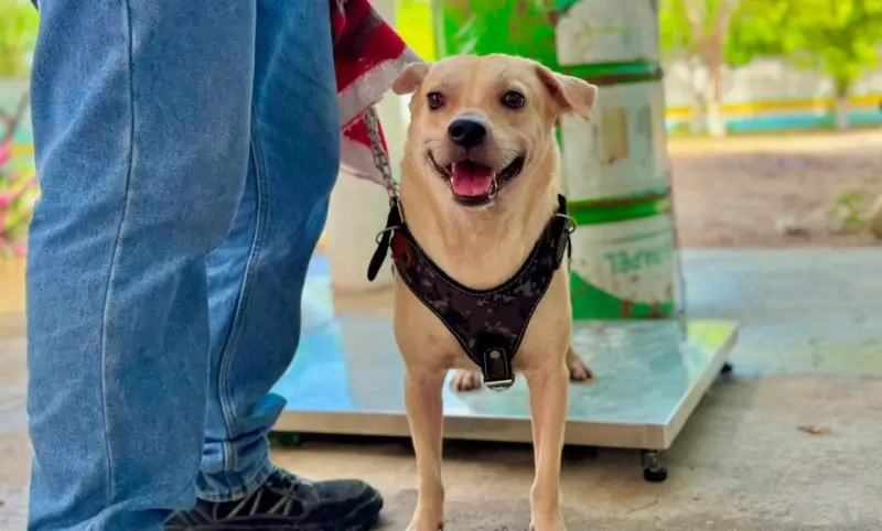 Pasear a tu perro sin correa en Cancún ya podría llevarte al arresto