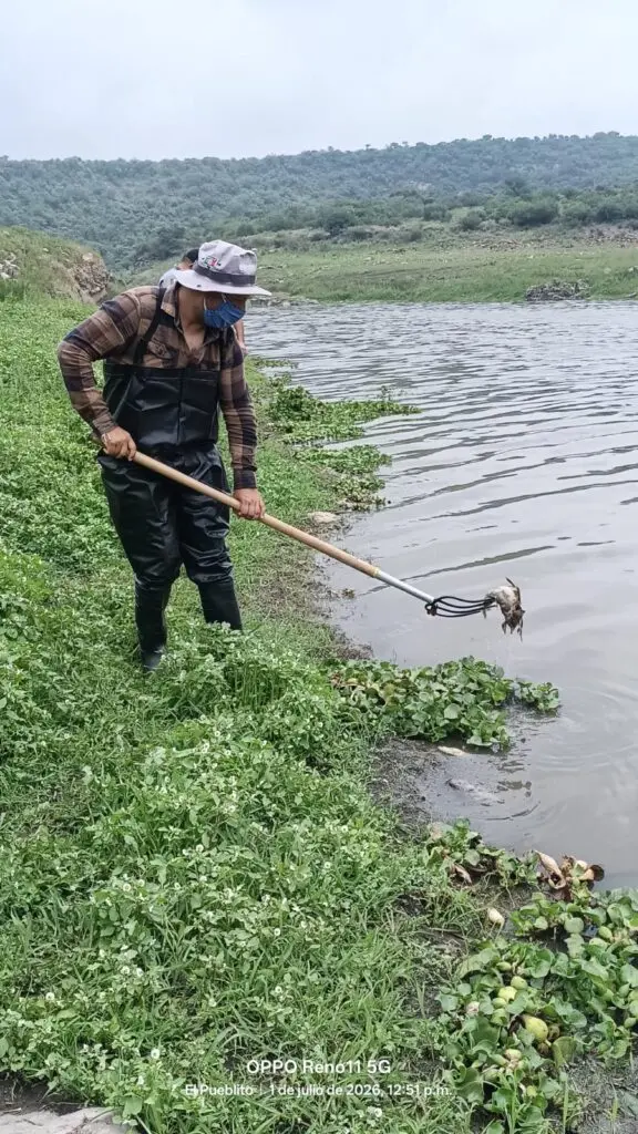 Investiga Conagua muerte masiva de peces en presa El Batán; toman muestras del agua