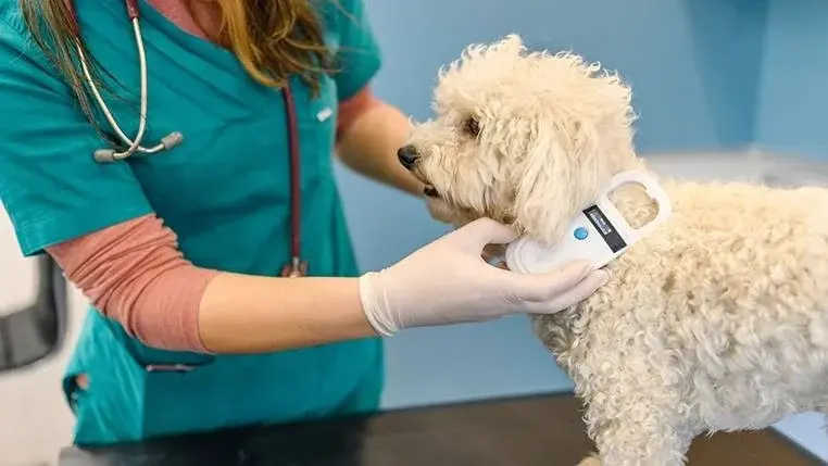 Microchip gratuito permite el regreso a casa de la primera mascota extraviada en Querétaro