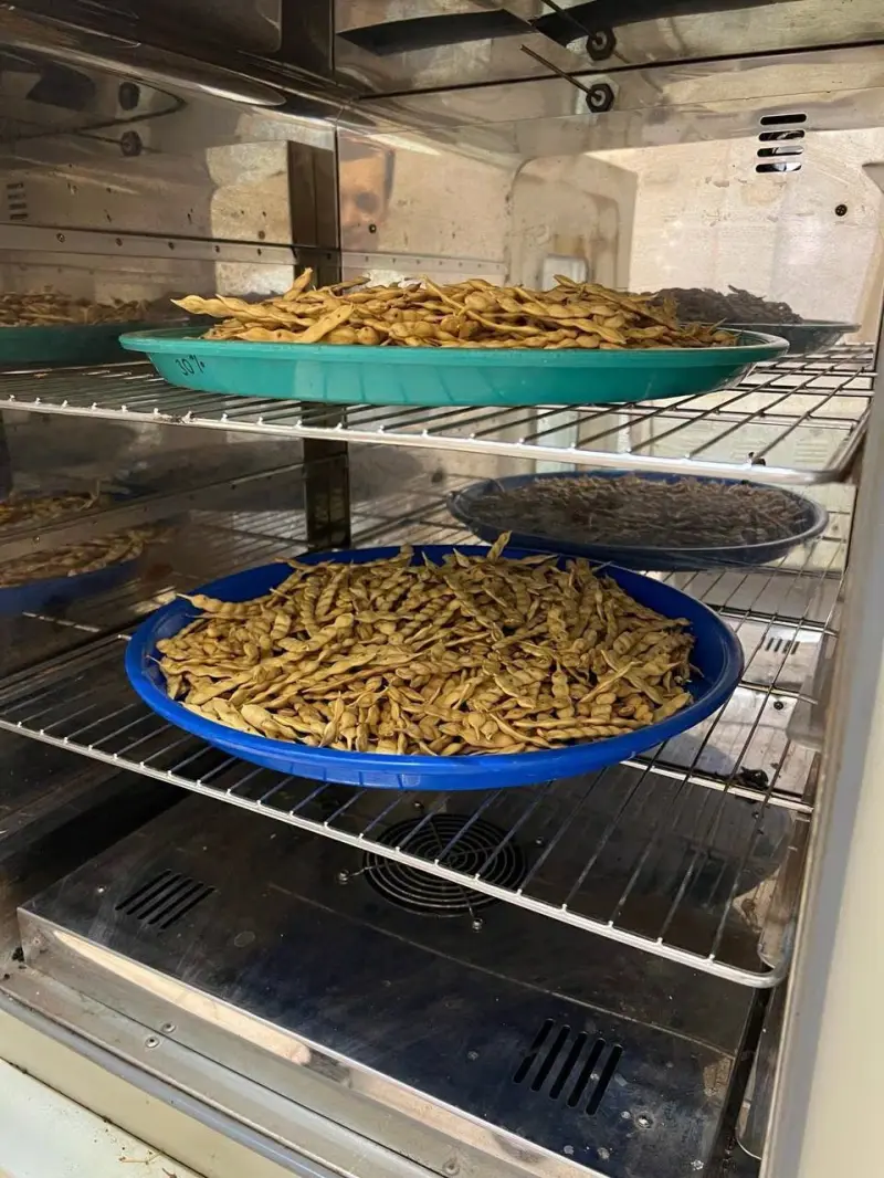 Desarrollan en SLRC empaques biodegradables con garbanzo infestado, mezquite y cáscara de coco