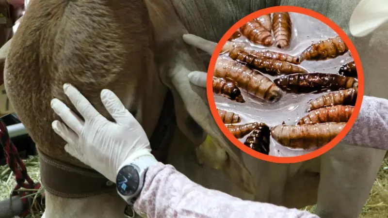 Coahuila y Sonora encabezan mejoría en casos de gusano barrenador, asegura Sheinbaum