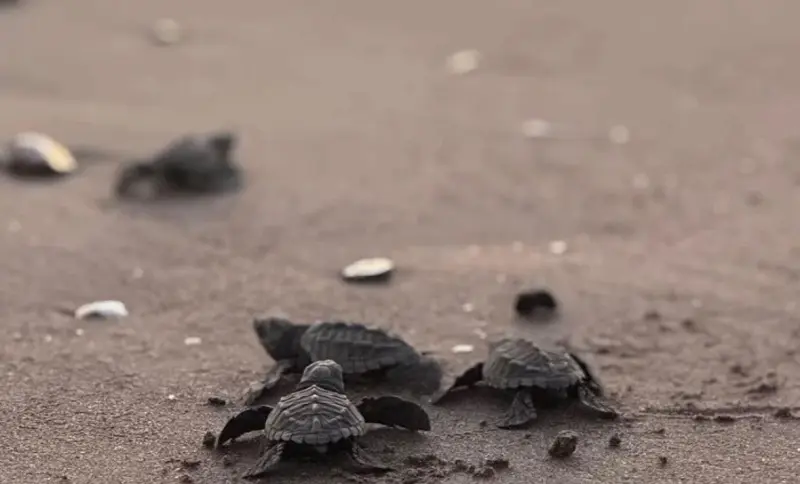 Campamento de Vallarta libera más de 30 mil crías de tortuga en 2025