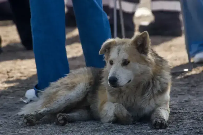 Proponen ley anti Pedro Sola: 15 años de prisión por crueldad animal en CDMX
