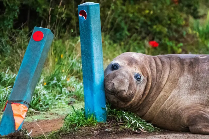 La foca más famosa de Australia es un fenómeno viral que preocupa a los expertos