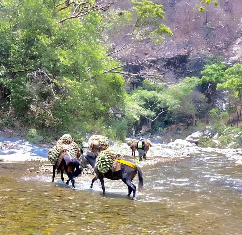Mucho más que un destilado: la historia que cuenta cada botella de mezcal