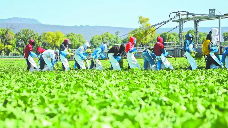 Brote de "diarrea explosiva" en EU: Lechuga mexicana y Taco Bell bajo la lupa de la FDA