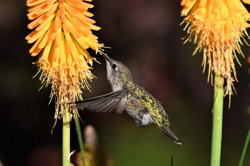 Cómo los colibríes hacen que la familia de la piña evolucione al doble de velocidad