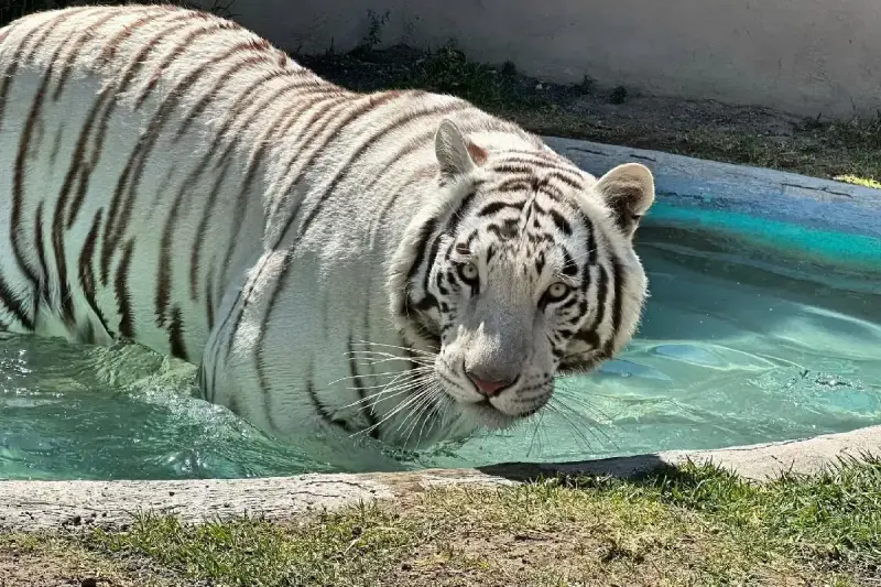 Tigre Kenzo murió por un disparo en la cabeza y broncoaspiración, confirma la UNAM