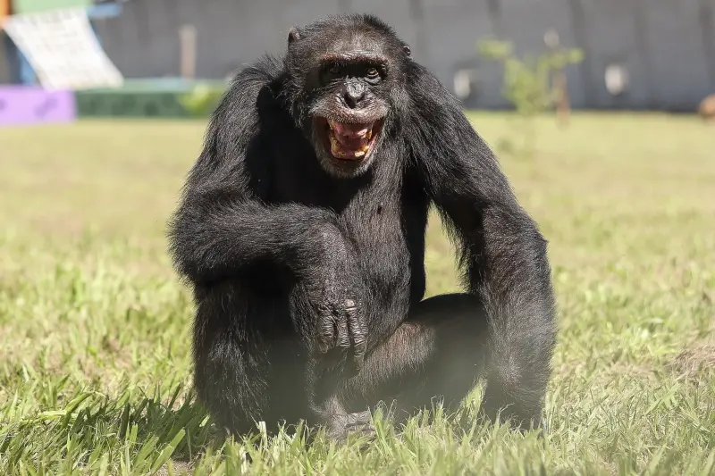 El cuento de los chimpancés juguetones