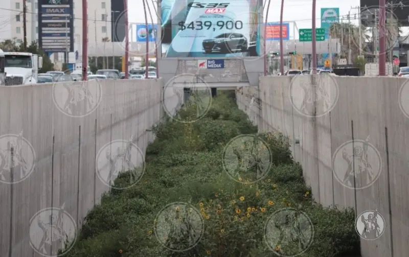 Asegura la Policía plantas de cannabis