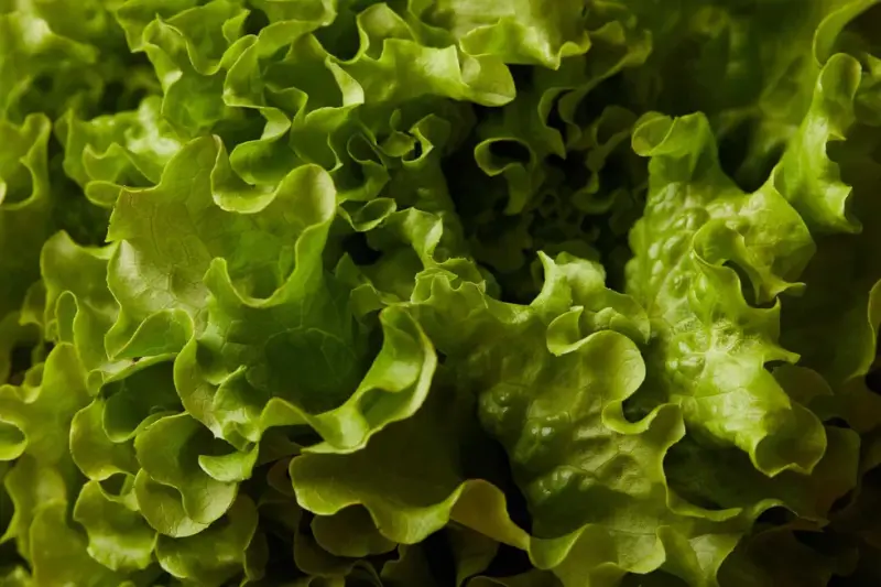 FDA rastrea lechuga de México en brote de diarrea parasitaria que ya supera 1,600 casos en EU