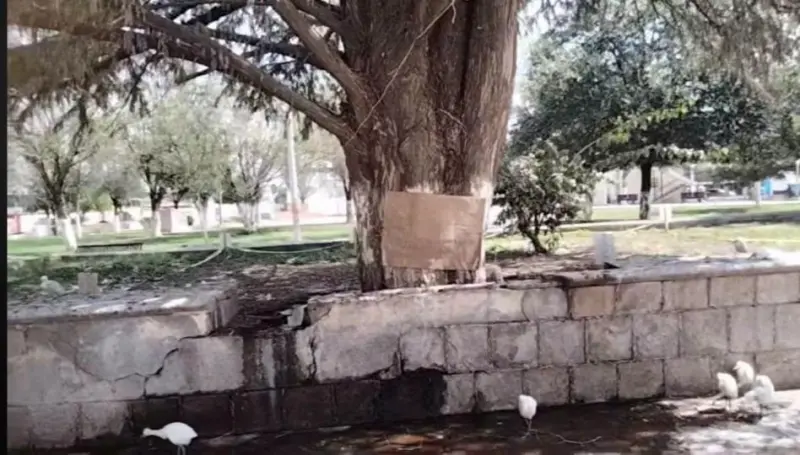 Consternación en Sabinas por muerte de garzas que habitaban la plaza del Centro