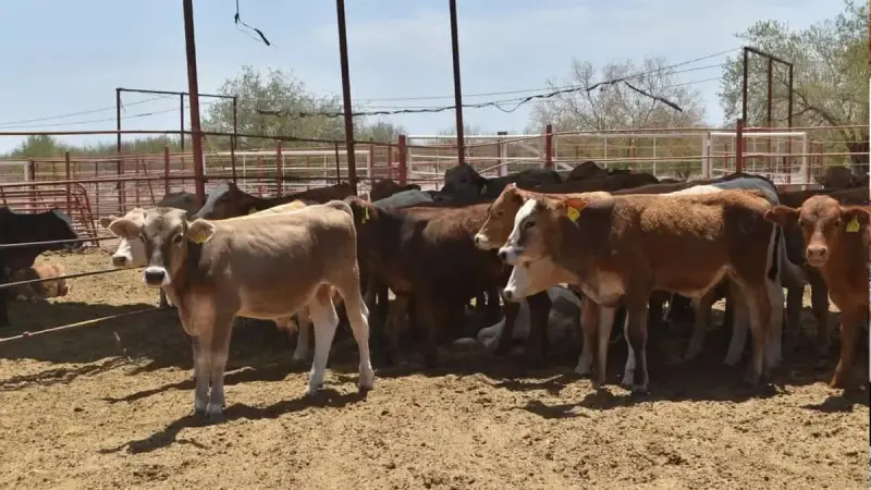 Abigeato registra hasta dos denuncias mensuales en el Valle del Yaqui