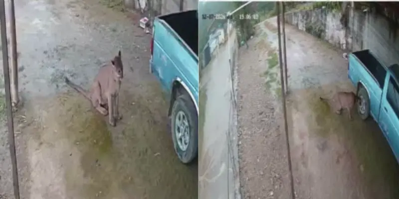 Alerta en Landa de Matamoros por avistamiento de un puma en Puerto Hondo