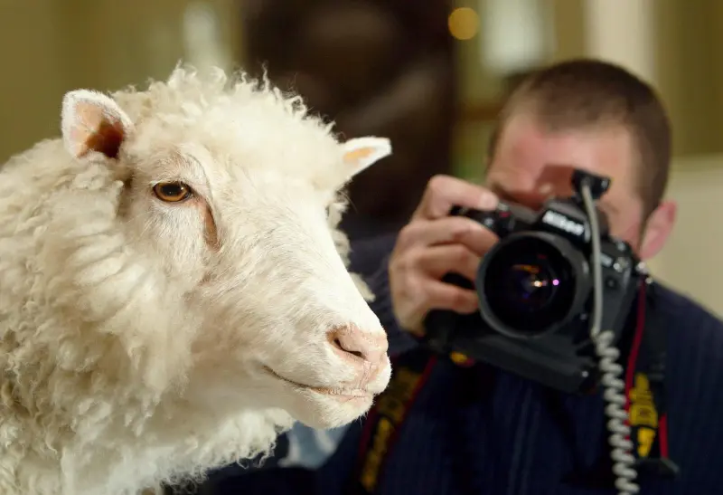 Dolly, la oveja que hizo pensar al mundo que los humanos podrían clonarse
